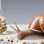 Les Composants Actifs de la Bave d’Escargot Validés par les études